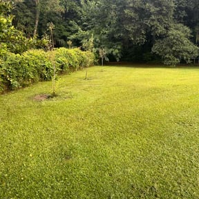 landscaping by Loza Lawn Care reviewed on August 15, 2025