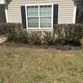 Bush Trimming by AAA Veterans Lawn Services reviewed on April 2, 2026