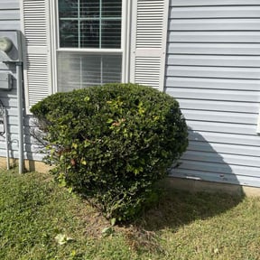 Bush Trimming by AWWsome lawncare and Landscaping llc reviewed on October 23, 2025