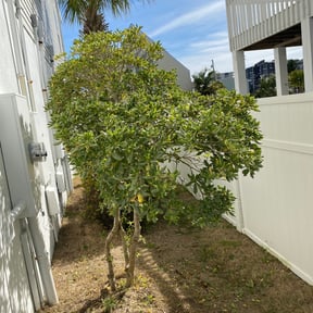 Bush Trimming by Mow Pro's Lawn Tree Service reviewed on May 13, 2024