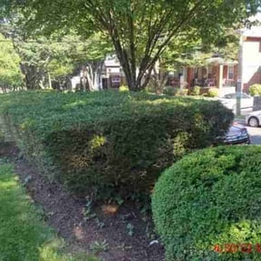 Bush Trimming by Ramirez lawn and landscaping reviewed on August 17, 2025