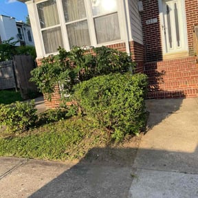 Bush Trimming by Caesar’s Premier Landscaping reviewed on August 20, 2025