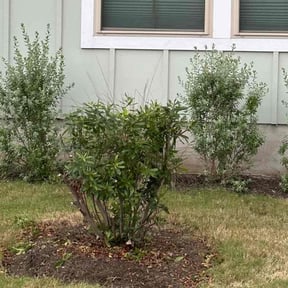 Bush Trimming by Sun's Lawn Care LLC. reviewed on August 19, 2025