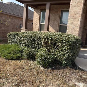 Bush Trimming by Mahoney‘s lawn care services reviewed on December 11, 2025