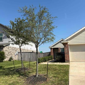 Bush Trimming by Kevins lawn and tree reviewed on October 20, 2025