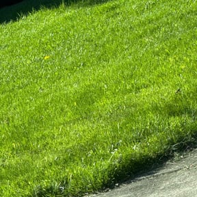 turf care by C Holzinger Construction reviewed on May 15, 2024