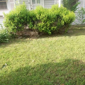 Bush Trimming by A Happy House Design LLC reviewed on August 17, 2025