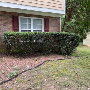 Bush Trimming by shawn's Lawn service reviewed on August 17, 2025