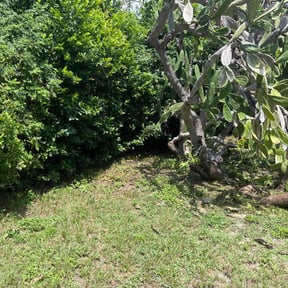 Bush Trimming by ShayShay&#039;s lawn care reviewed on October 22, 2025