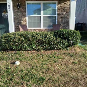 Bush Trimming by 66landscaping LLC reviewed on August 19, 2025