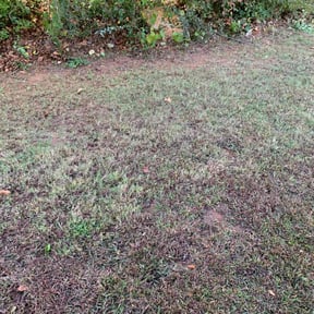 Leaf Removal by Landscaping reviewed on September 10, 2025