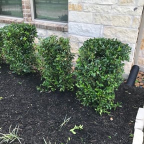 Bush Trimming by The Lawn BarberZ Inc. reviewed on August 19, 2025