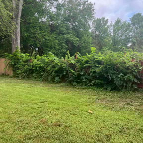 Leaf Removal by SGP Lawn Services reviewed on September 30, 2025