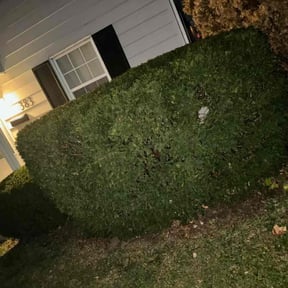 Bush Trimming by Cardinal Curb Appeal reviewed on April 25, 2022