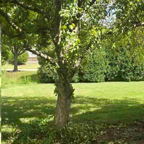 Bush Trimming by Muirwoods Lawn care reviewed on November 22, 2025