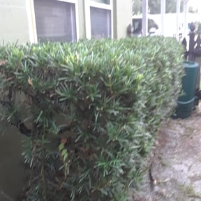 Bush Trimming by Gravity Landscaping reviewed on June 8, 2025