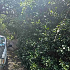 Bush Trimming by C&amp;D Facility Solutions reviewed on June 27, 2026