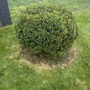Bush Trimming by McNeil's lawn care &amp; maintenance reviewed on April 21, 2026
