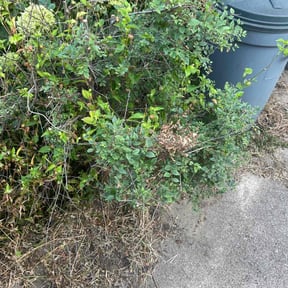 Bush Trimming by Jeff's Lawn service reviewed on December 14, 2025