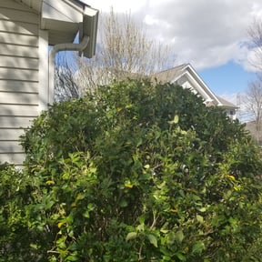 Bush Trimming by Brothers Martinez reviewed on March 3, 2025