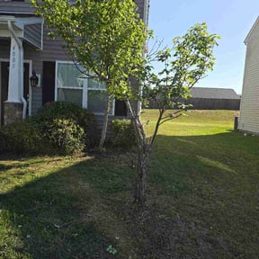 Bush Trimming by Lawn &amp; order   lawncare reviewed on April 27, 2026