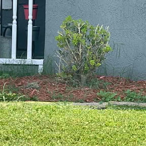Bush Trimming by Precise Lines Lawn Care reviewed on August 17, 2025