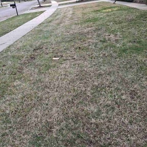 Leaf Removal by Elite Mowers LLC reviewed on June 7, 2026
