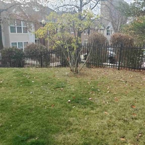 Bush Trimming by Yanez Brothers Landscaping reviewed on August 15, 2025