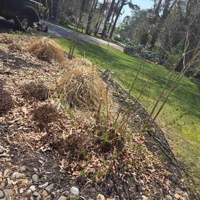 Bush Trimming by Fisher services reviewed on April 6, 2026