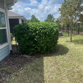 Bush Trimming by New leaf Landscaping  reviewed on August 17, 2025