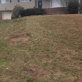 Leaf Removal by Hernandez landscaping reviewed on June 1, 2026