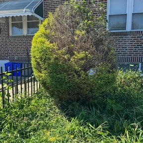 Bush Trimming by Jose Perez Landscaping reviewed on August 16, 2025