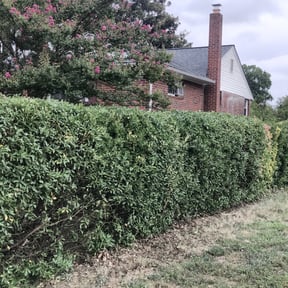 Bush Trimming by DPR Land and Hardscape Design reviewed on November 6, 2023
