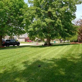 Lawn Mowing by Scube and Sons reviewed on September 30, 2024