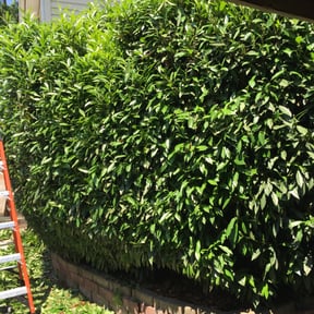 Bush Trimming by Forever Green Landscape reviewed on August 21, 2025