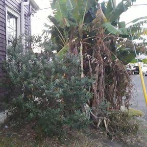 Bush Trimming by Eco Services reviewed on August 15, 2025