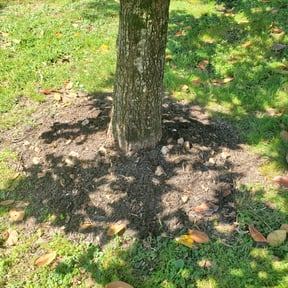 Flower Bed Weeding by SunnyDay Lawn Service+Maintance reviewed on August 18, 2025