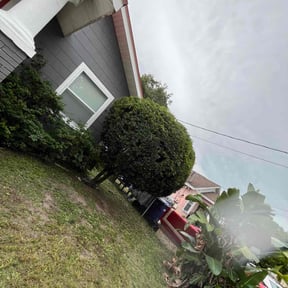 Bush Trimming by Ortega lawn services LL reviewed on August 15, 2025