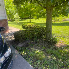 Bush Trimming by Panhandle Turf Solutions reviewed on June 28, 2026