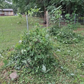 Bush Trimming by Chop Squad Landscaping LLC reviewed on June 22, 2026