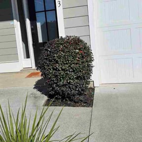 Bush Trimming by Cale&#039;s landscape reviewed on October 19, 2025