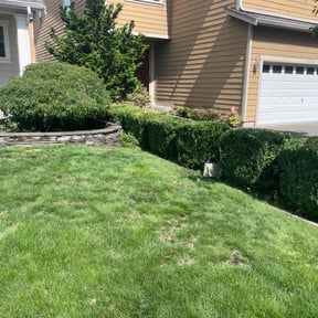 Bush Trimming by Sunshine lawncare reviewed on August 21, 2025