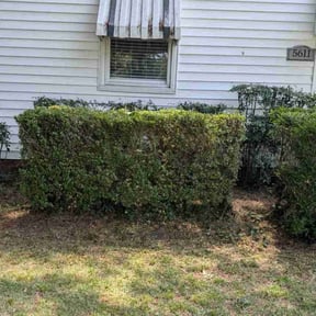Bush Trimming by Chad's Mowing Service reviewed on August 15, 2025