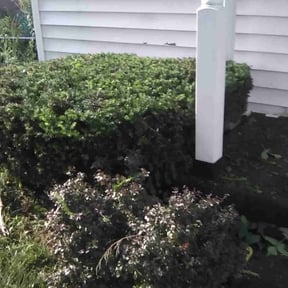 Bush Trimming by B.mendoza lanscaping reviewed on August 15, 2025