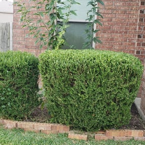 Bush Trimming by J.V LANDSCAPING BEARS reviewed on August 21, 2025