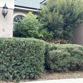Bush Trimming by LSLTDallas/FortWorthTruGreen reviewed on August 13, 2025