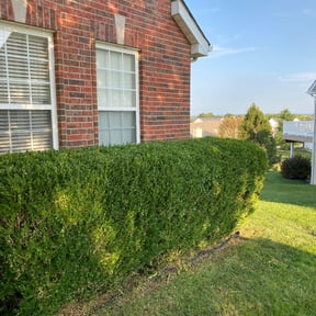 Bush Trimming by Kv Lawn Care reviewed on August 19, 2025