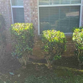 Bush Trimming by RodrΓguez Lawn Care reviewed on August 21, 2025