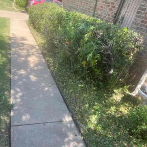 Bush Trimming by Tripps lawn reviewed on August 21, 2025