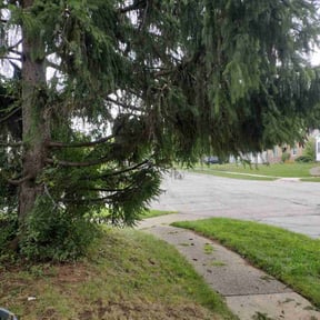 Bush Trimming by Brintley&#039;s Landscaping LLC reviewed on July 24, 2023